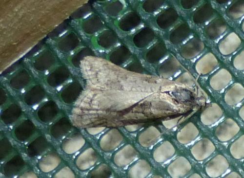 Réf. 316 877 : Cnephasia sp.